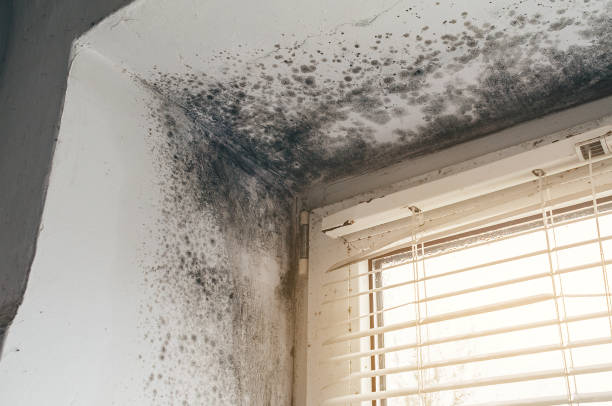 Affordable Mold Remediation solutions in Frisco, TX